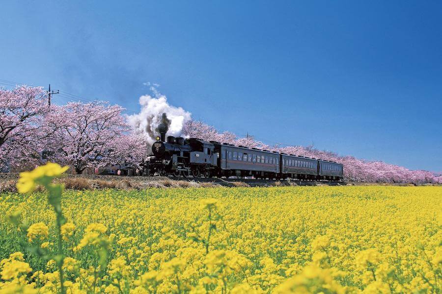 列車と桜の写真